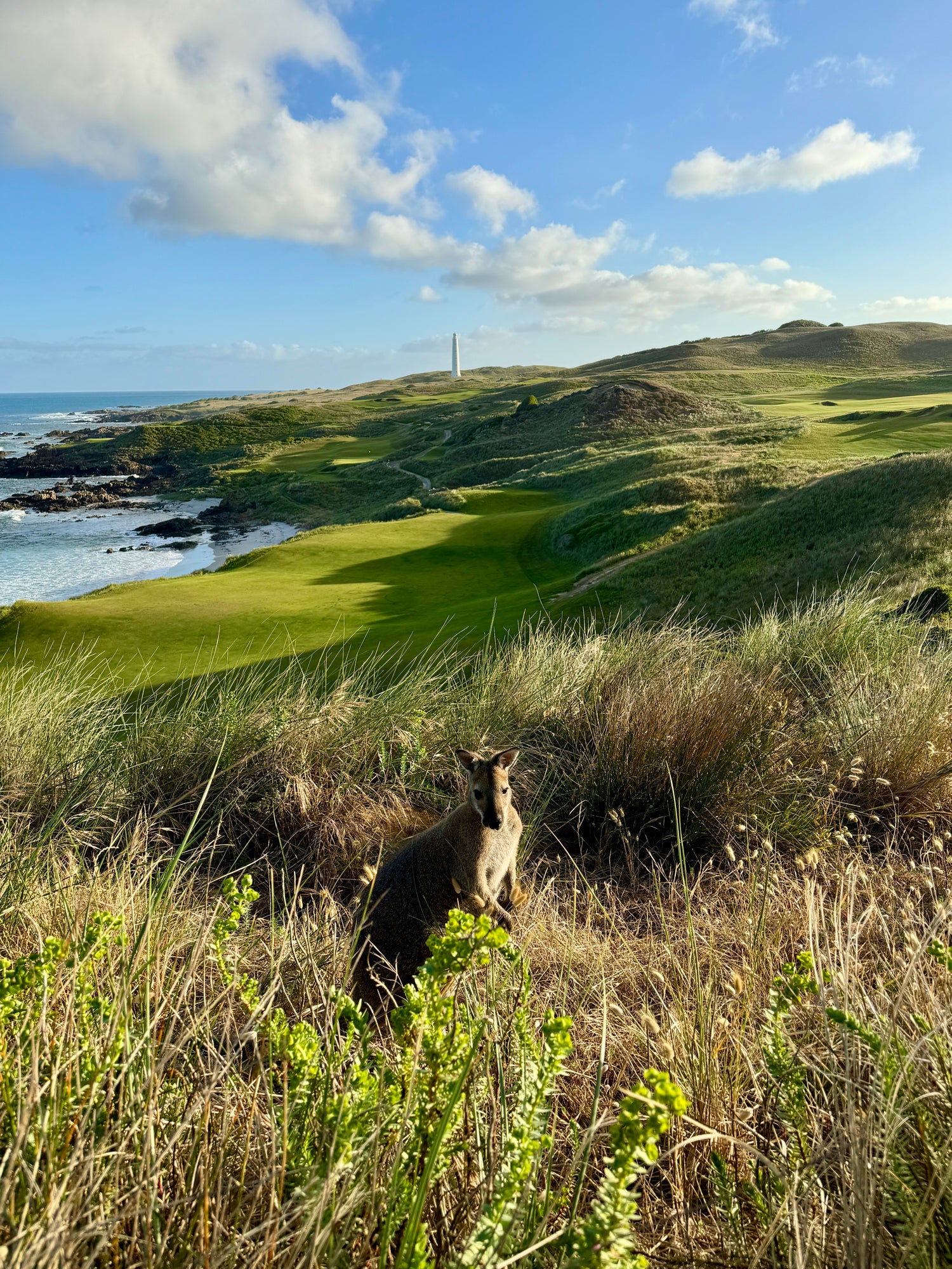 The Roo Gloves USA - Red Rooster Golf Inc.