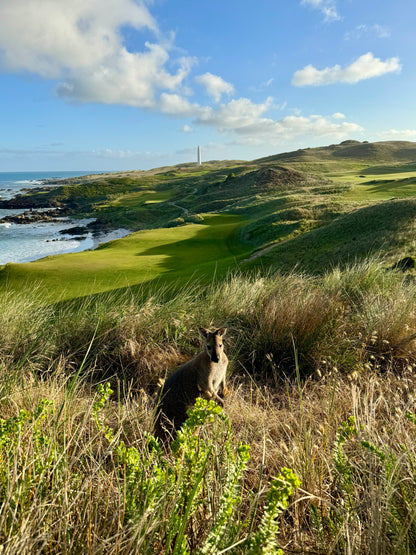 The Roo Gloves USA - Red Rooster Golf Inc.